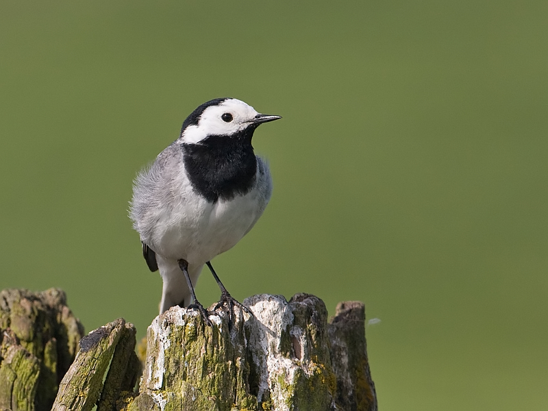 Motacilla alba Witte Kwikstaart Pied Wagtail